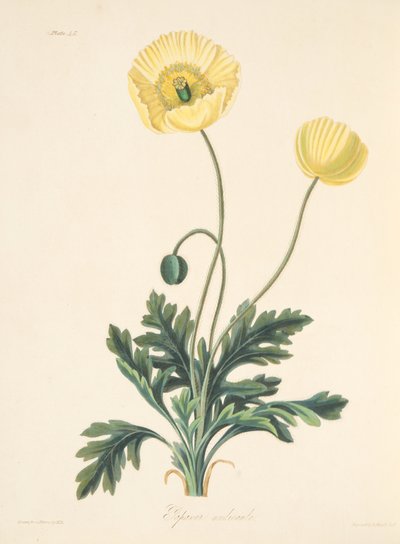 Naked-stalked Poppy, from Floral Illustrations of the Seasons by Margaret Roscoe